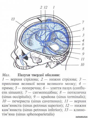 Порожнина черепа. Оболони та підоболонні простори головного мозку