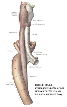 Верхній відділ стравоходу з аортою та її гілками та трахеєю