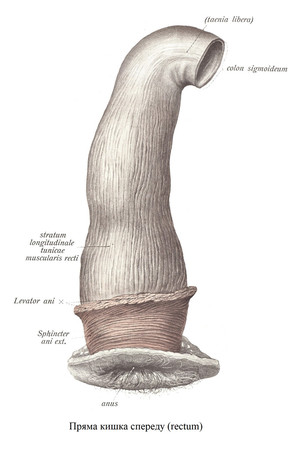 Пряма кишка спереду (rectum)