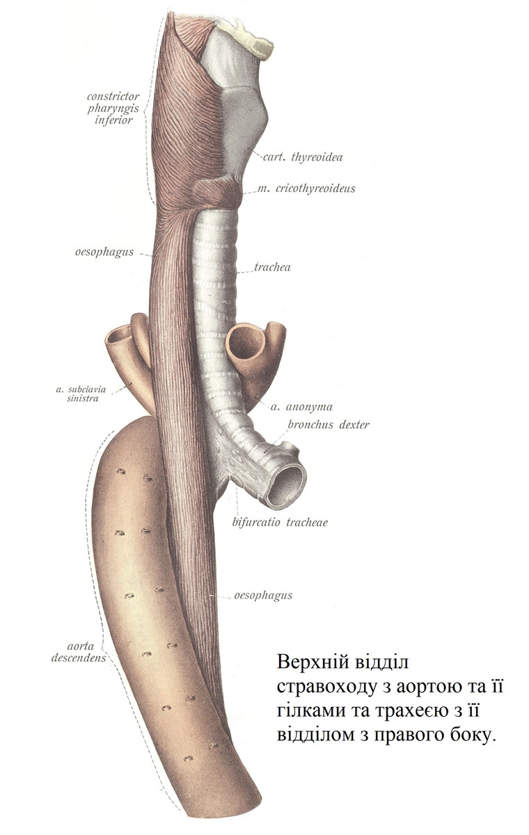 Верхній відділ стравоходу з аортою та її гілками та трахеєю