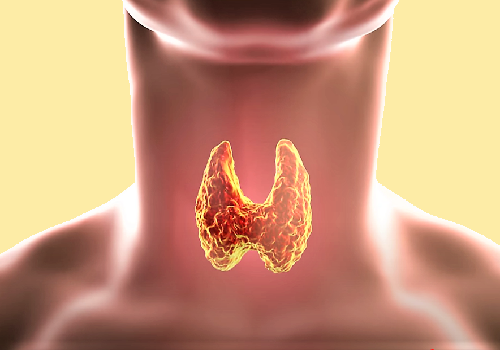 Щитовидная железа — Gl. thyreoidea