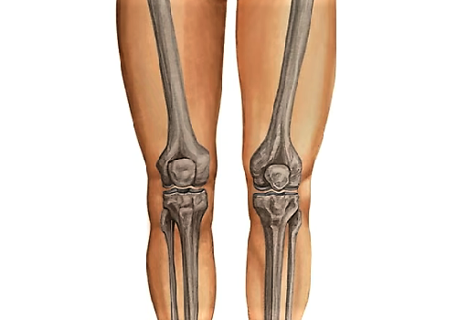 Область коленного сустава — Regio genu
